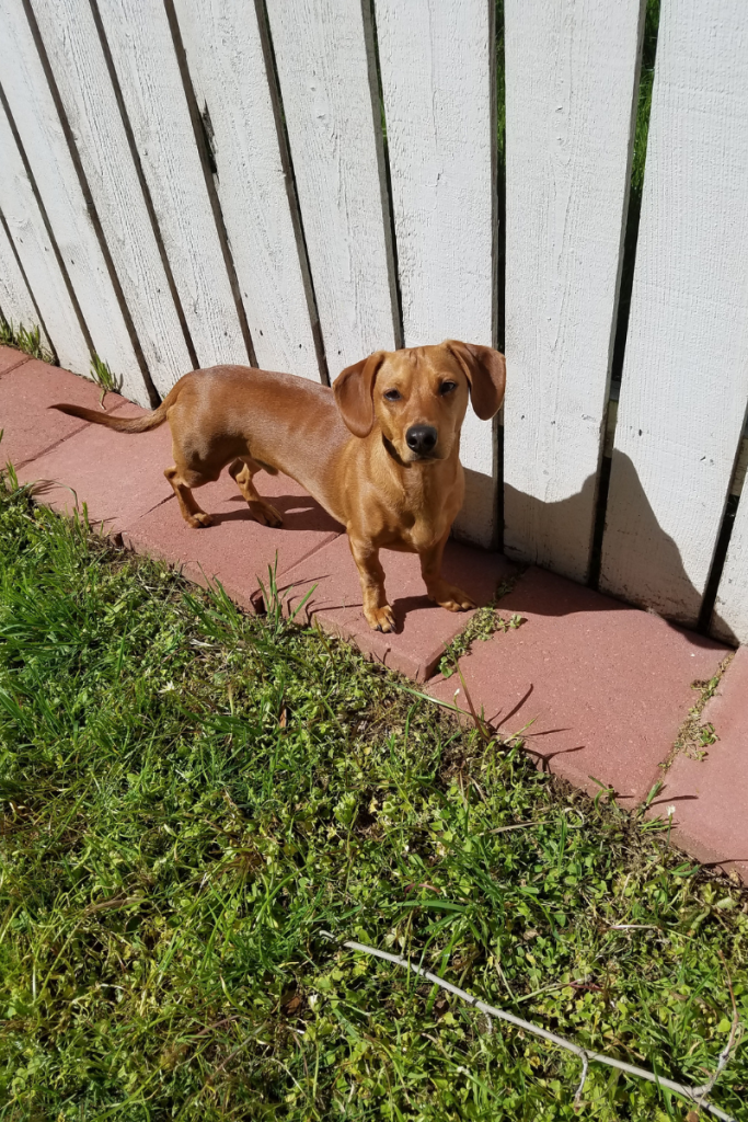 My dog Bowser 
